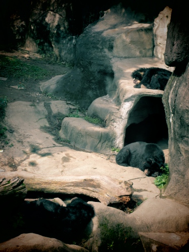 The bears enjoying their afternoon nap in the sun